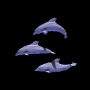 dolphins-1