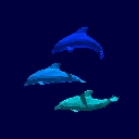 dolphins-1