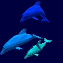 dolphins-4