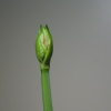 amaryllis-01