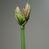 amaryllis-02