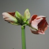 amaryllis-03