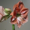amaryllis-04